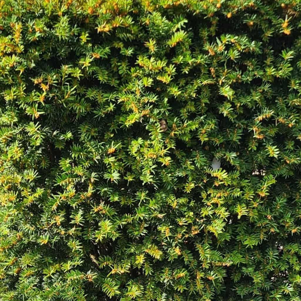 Taxus baccata 100-125 cm